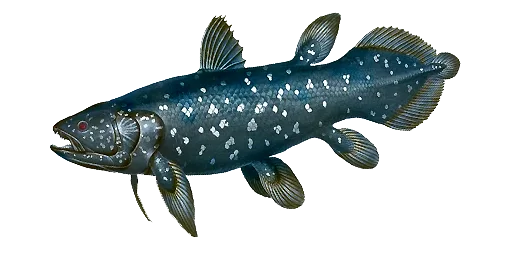 Целакант