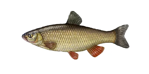 Голавль