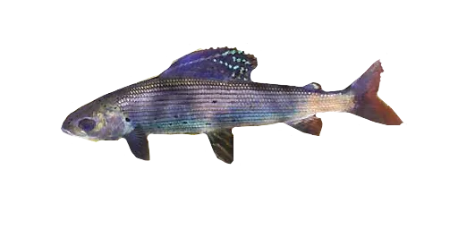 Хариус байкальский