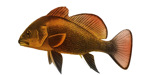 Колопят