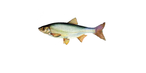Елец