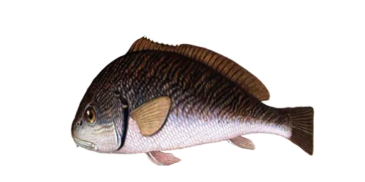 Кир