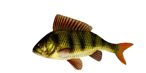 Нуко