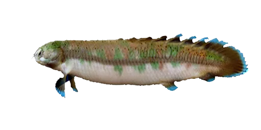Зархи