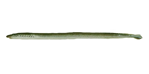 Минога сибирская