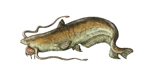 Большая Самуля