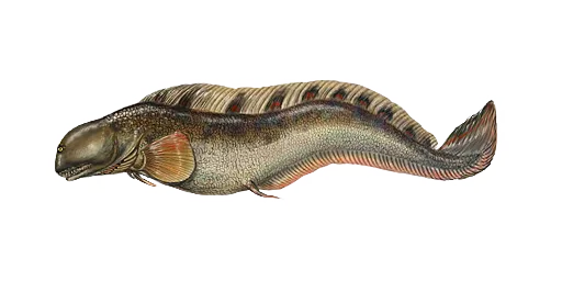 Ардо