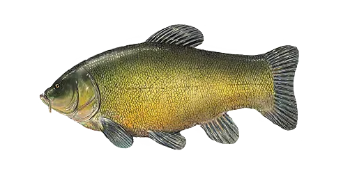 Бледный Картух