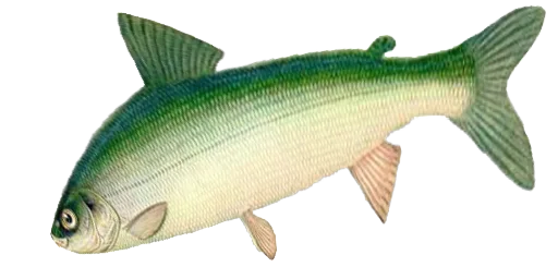 Сапсыч