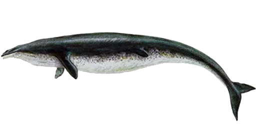 Ундина