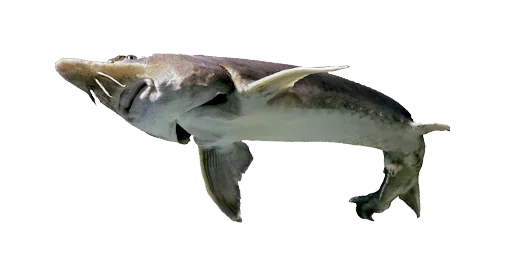 Калуга