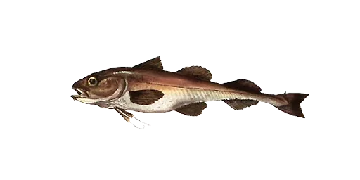 Сайка