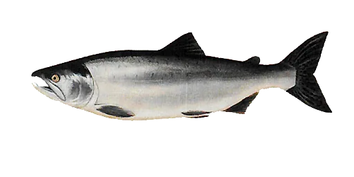 Сима