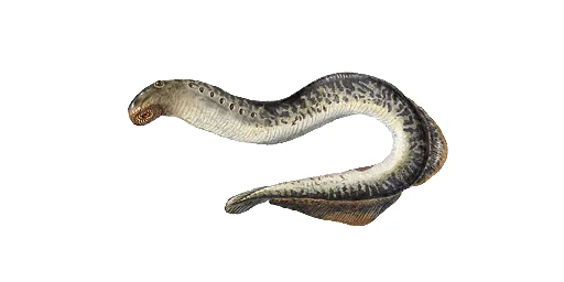 Минога морская