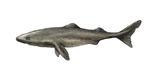 Акула полярная