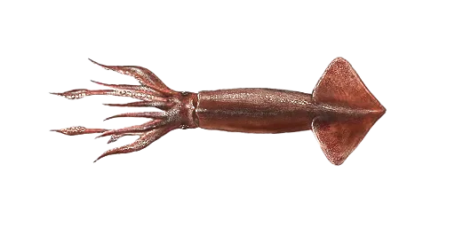 Кальмар