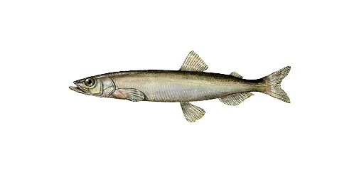 Мойва