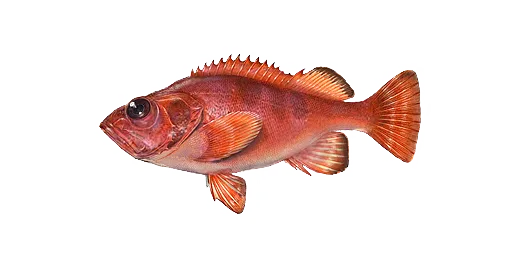 Морской окунь