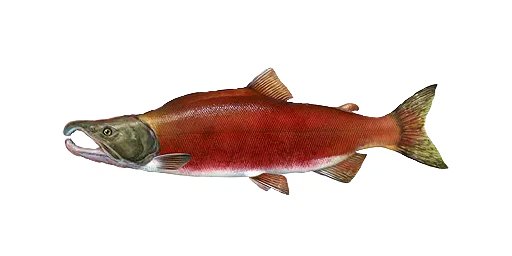 Нерка