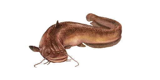 Сом чернобыльский