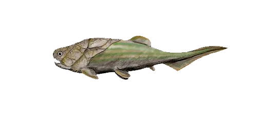 Кокостеус