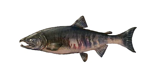 Кета