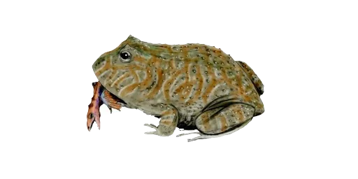 Лягушка древняя