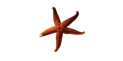 Звезда морская