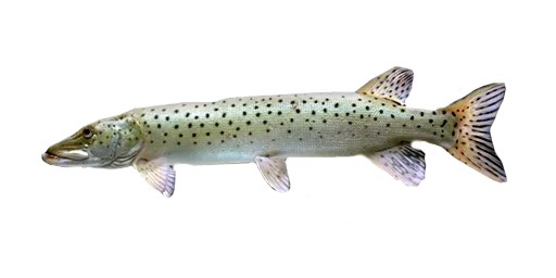 Щука амурская