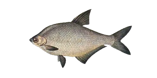 Лещ белый