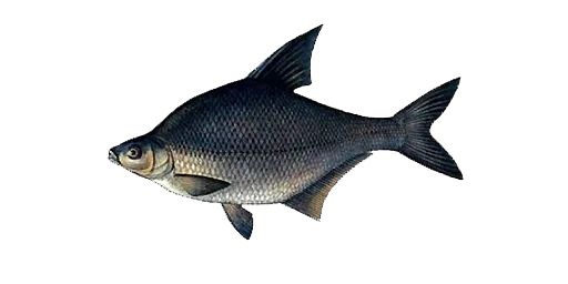 Лещ чёрный