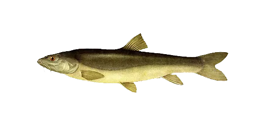 Маринка