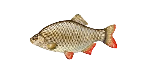 Красноперка
