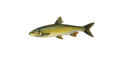 Шемая аральская