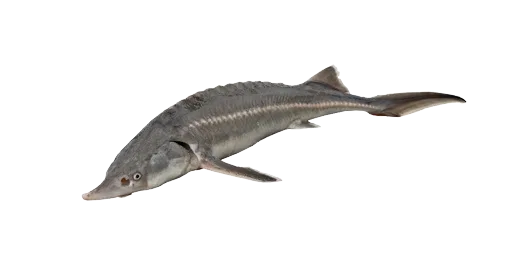 Бестер
