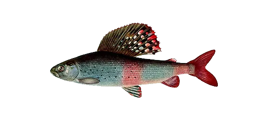 Хариус европейский