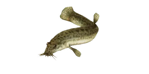 Вьюн амурский