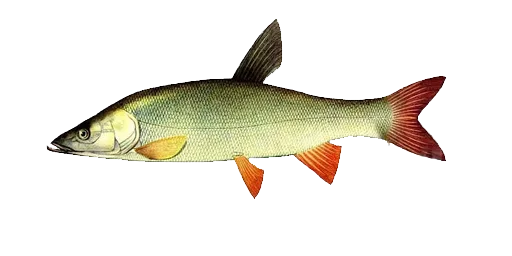 Монгольский краснопер