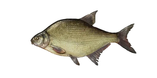 Лещ
