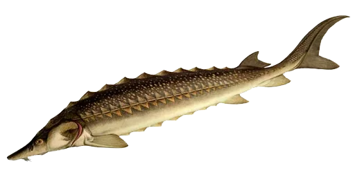 Белуга