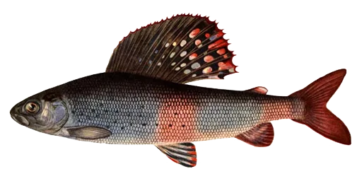 Хариус сибирский