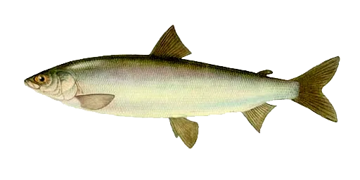 Омуль амурский