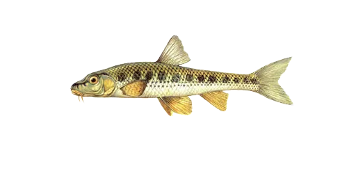 Пескарь сибирский