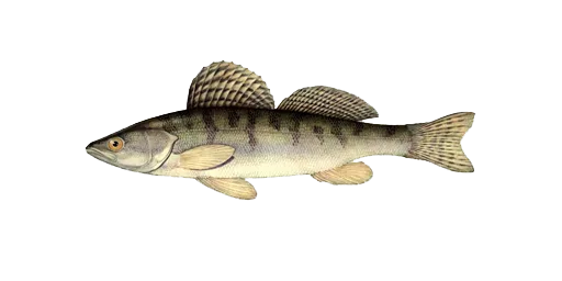 Берш