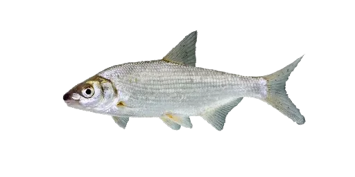 Рыбец