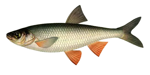 Сорога